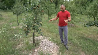 Ezzel a módszerrel kiválóan lehet védeni a növényeket