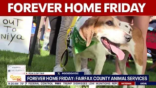 Forever Home Friday in Vienna