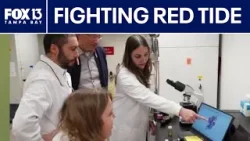 Red Tide Solution? USF Researchers Use Sunlight to Kill 90% of Algae