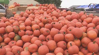 How Colorado pumpkin crops survived the drought