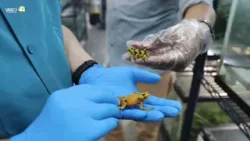 La casi extinta rana dorada ve más cerca su regreso a su hábitat natural en Panamá