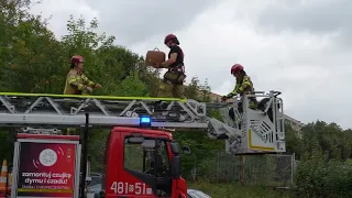 Jaworzno firefighters rescued a bird