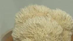 Osječki PTF radi na razvoju inovativnog suplemetna od gljiva Osječki PTF radi na razvoju inovativnog suplemetna od gljiva