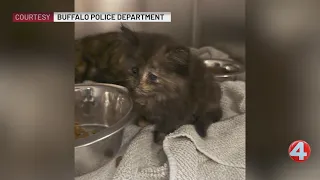 Woman charged after keeping 22 animals in 'deplorable' living conditions