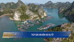 Thủy sản Vân Đồn vào vụ Tết