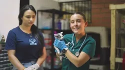 Did you rescue a stray dog or cat? What you should do to help them recover | Dr. LauVet