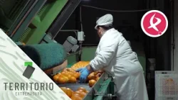 Las famosas naranjas de Montijo | Territorio Extremadura