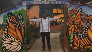 Michoacán, hogar de uno de los mayores espectáculos de la naturaleza | Mariposa Monarca