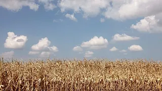 На фоне засухи фермеры Эльзаса ставят на бобовые. Их любят сторонники ЗОЖ