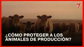 ALERT IN THE COUNTRYSIDE | Mendoza ranchers prepare for the approach of Super El Niño