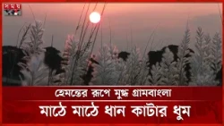 কার্তিকের সোনালি ধানে গ্রামবাংলায় নবান্নের আগমনী বার্তা | Somoy TV