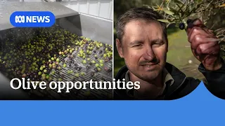 Olive growers excited as consumer demand rises, industry looks to expand | ABC NEWS