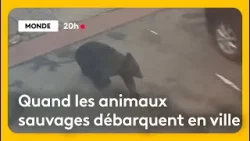 Léopards, ours, renards... Quand ils débarquent en ville Léopards, ours, renards... Quand ils débarquent en ville