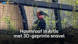 Bijzondere ingreep in Artis: hoornraaf krijgt 3D-geprinte snavel | RTL Nieuws