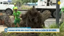 Choque entre dos colectivos por la caída de un árbol | N20:30 | 05-02-26