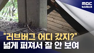 Where Did the Lovebugs Go? Density Down, Distribution Up (06.30.2026/Newsdesk/MBC)