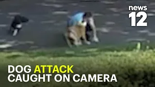 Exclusive: NY residents demand action after multiple dog attacks caught on camera