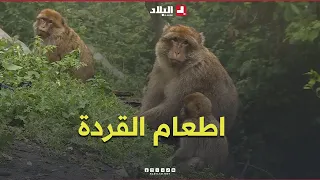 "A Bite from Visitors": A Threat to Barbary Macaques and Ecological Balance