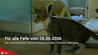 Tiervermittlung: Für alle Felle vom 26.06.2026
