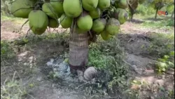 Grupo Comercial Navarrete impulsa producción de palmeras de alto rendimiento