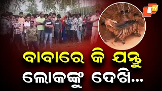 Two Hyenas Fall into Well in Raighar, Forest Team Launches Rescue