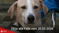 Tiervermittlung: Für alle Felle vom 20.02.2026