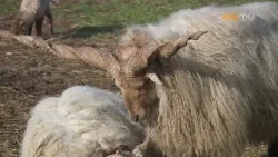 Idén eddig hét kisbárány született a Vasi Skanzenben