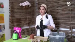 Уход за комнатным растением гиацинтом Уход за комнатным растением гиацинтом