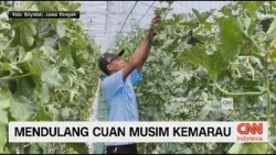 Mendulang Cuan Musim Kemarau