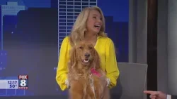 Stefani's Golden Retriever Belle pays mom a special visit at work