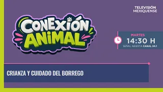 Animal Connection 08/25/2026