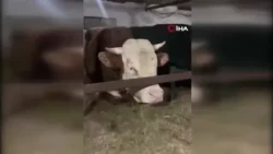 Sular altında kalan ahırdaki hayvanların bekleyişi kamerada