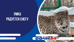 Умка радуется снегу Умка радуется снегу