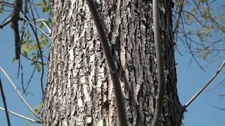 Yarmouth holds fundraiser to replace trees infected by emerald ash borer
