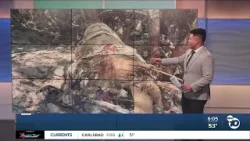 Smuggler's Gulch cleanup underway as trash piles up feet from Tijuana River Estuary Smuggler's Gulch cleanup underway as trash piles up feet from Tijuana River Estuary