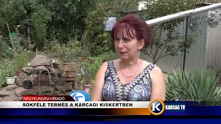 SOKFÉLE TERMÉS A KARCAGI KISKERTBEN