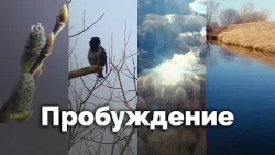 Пробуждение | С любовью к русской природе Пробуждение | С любовью к русской природе