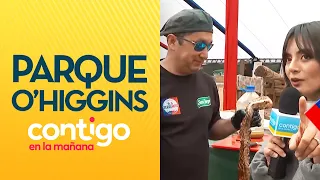 This Is How O'Higgins Park Is Getting Ready to Host the 2026 Fiestas Patrias - Contigo en la Mañana