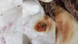 SENASICA aclara: gusano barrenador no representa riesgo para el consumo de carne