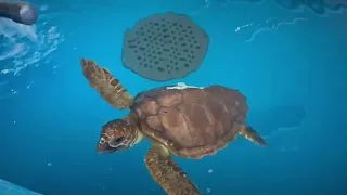 Bari, cura e riabilitazione delle tartarughe marine alla Sea Turtle Clinic: “Ecco le nuove vasche”