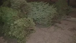 Where to recycle your Christmas trees across the Valley