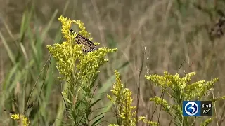 First Alert Weather Extra: Monarch butterflies on the move