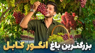 شهر ما - گزارش سمیع‌الله ظفر از بزرگترین باغ های انگور در ولسوالی میر بچه کوت