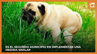Pet Owners to be Fined for Animal Waste in La Trinidad, Estelí
