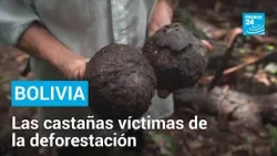 En Bolivia, la nuez amazónica es víctima de la deforestación • FRANCE 24 Español