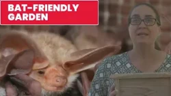 Creating a bat-friendly garden
