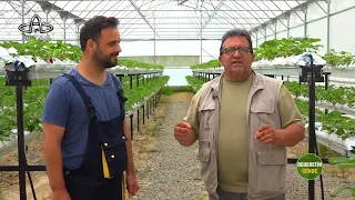 In Pursuit of Abundance - Greenhouse Strawberry Farming | Fatsa Episode 20