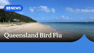 First suspected positive case of bird flu detected in Queensland | ABC News