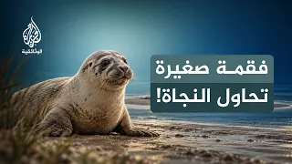 بين مد وجزر.. السواحل المتحركة | أسرار الحياة على في بحر وادن | الحلقة الثالثة