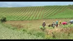 Agricultura enfrenta crisis en 2025 por clima e importaciones Agricultura enfrenta crisis en 2025 por clima e importaciones